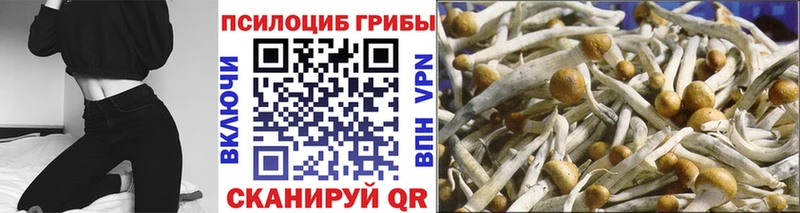 закладка  Грязи  mega tor  Галлюциногенные грибы Psilocybine cubensis 